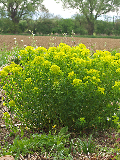 EUPHORBIA PALUSTRIS 'WALENBERG'S GLORIE'