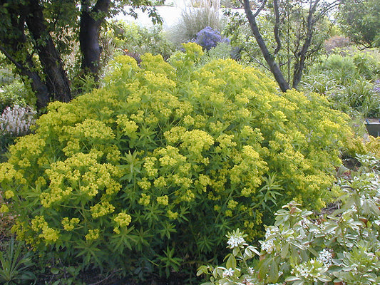 EUPHORBIA PALUSTRIS
