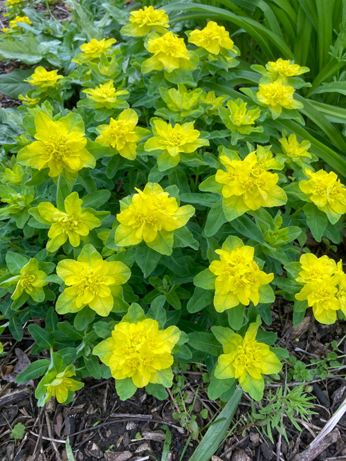 EUPHORBIA EPITHYMOIDES