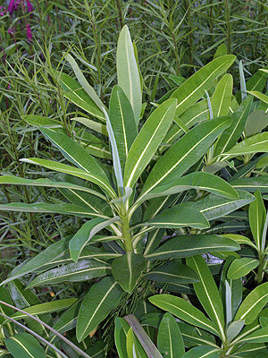 EUPHORBIA x PASTEURII 'PHRAMPTON PHATTY'