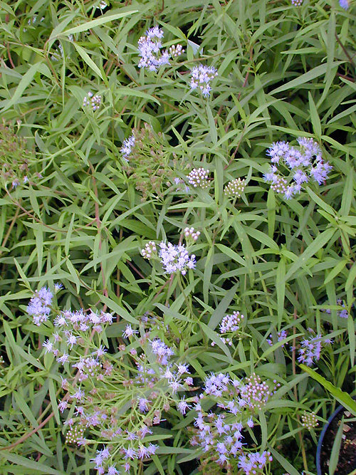 EUPATORIUM ARNOTTIANUM RCB RA-L-2