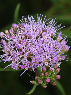 EUPATORIUM ARNOTTIANUM 'SALSIPUEDE' RCB RA-Q-2