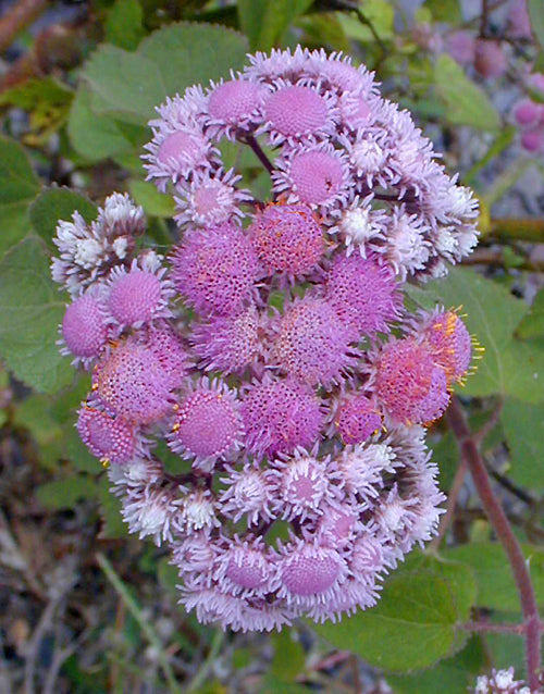 EUPATORIUM SP. RCB RA-W-4