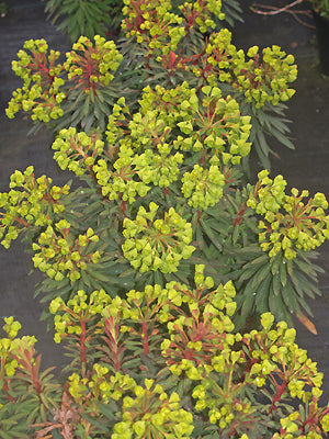 EUPHORBIA 'REDWING'