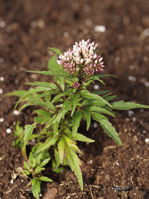 EUPATORIUM YAKUSHIMAENSE