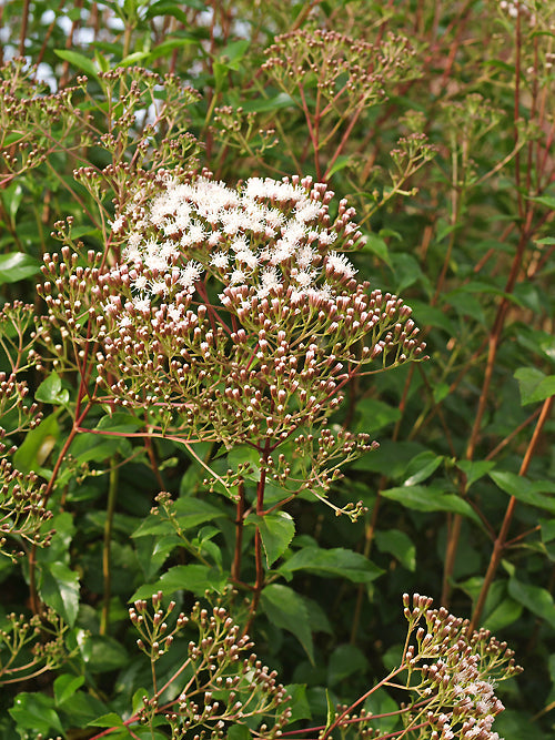 EUPATORIUM LIGUSTRINUM