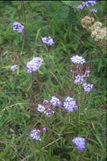 EUPATORIUM SP. RCB RA-P-1