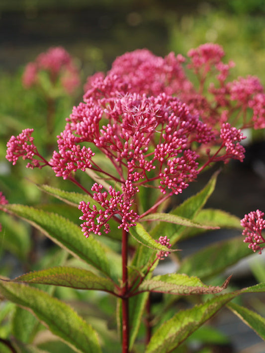 EUPATORIUM MACULATUM 'RIESENSCHIRM'