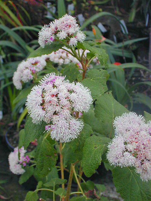 EUPATORIUM SP.