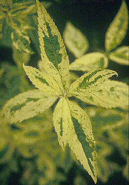 EUPATORIUM VARIABILE 'VARIEGATUM'