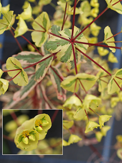 EUPHORBIA AMYGDALOIDES 'FROSTED FLAME'