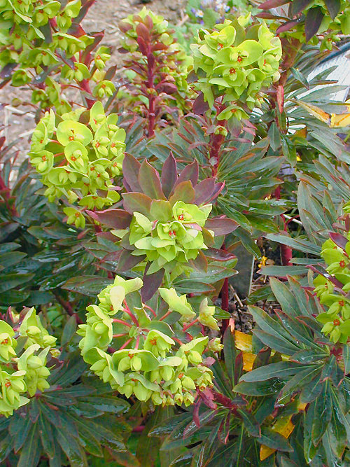 EUPHORBIA AMYGDALOIDES 'PURPUREA'