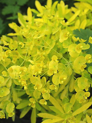 EUPHORBIA AMYGDALOIDES yellow-leaved form