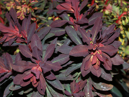 EUPHORBIA AMYGDALOIDES 'CRAIGIEBURN'