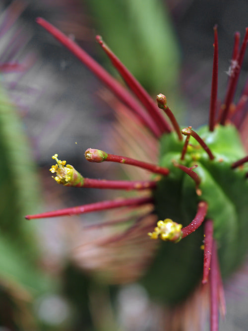 EUPHORBIA ATRISPINA