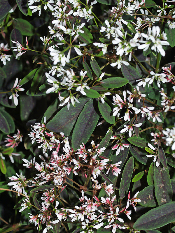 EUPHORBIA HYPERICIFOLIA 'BREATHLESS BLUSH'