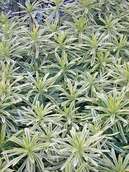 EUPHORBIA CHARACIAS subsp.CHARACIAS 'BURROW SILVER'