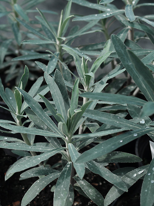 EUPHORBIA CHARACIAS 'BLUE WONDER'