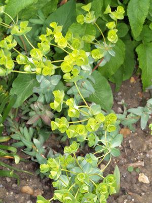 EUPHORBIA BARRELIERI