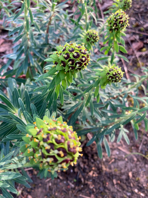 EUPHORBIA CHARACIAS 'BLACK PEARL'