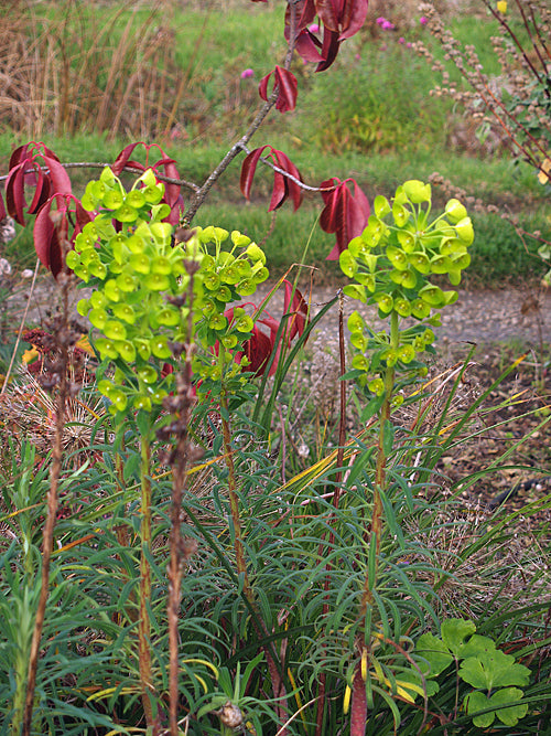 EUPHORBIA CHARACIAS subsp.WULFENII JF1