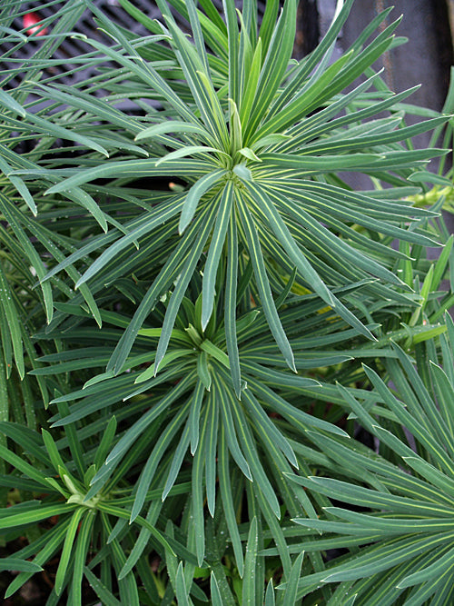 EUPHORBIA CHARACIAS subsp.WULFENII JF2