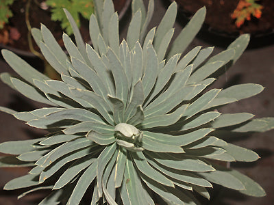 EUPHORBIA CHARACIAS 'GREY SWIRL'