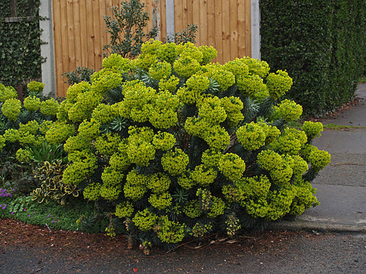 EUPHORBIA CHARACIAS subsp.WULFENII