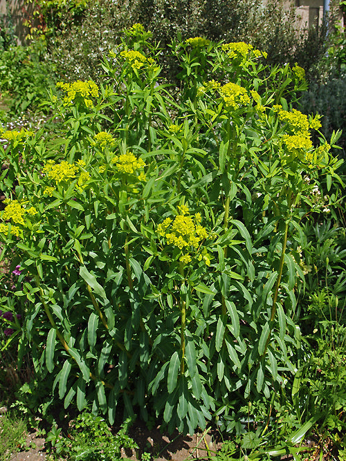 EUPHORBIA CHIONANTO