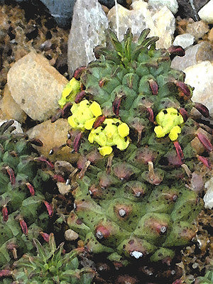 EUPHORBIA CLAVAROIDES var.TRUNCATA