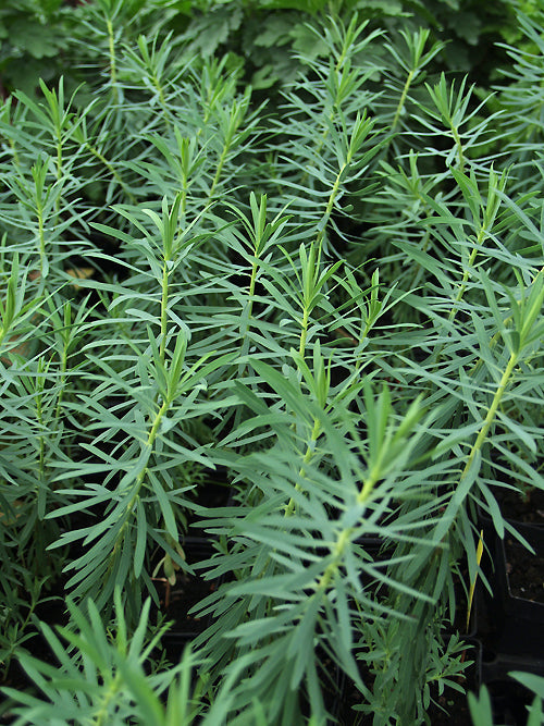 EUPHORBIA 'COPTON ASH'