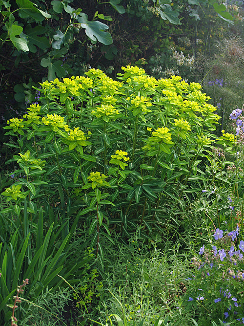 EUPHORBIA CORNIGERA