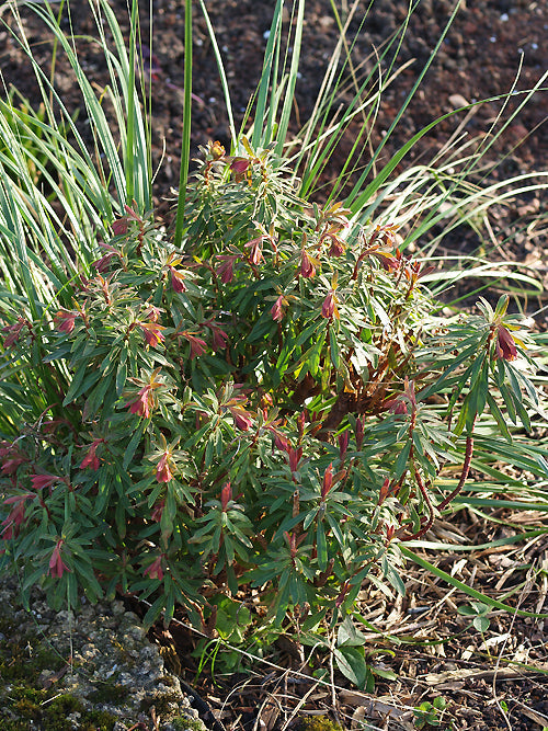 EUPHORBIA 'DYLAN BERTIE IDRIS BROWN'