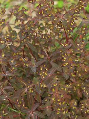 EUPHORBIA DULCIS 'CHAMELEON'