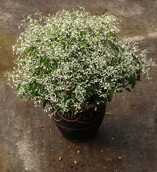 EUPHORBIA HYPERICIFOLIA 'DIAMOND FROST'