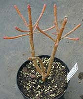 EUPHORBIA DENDROIDES