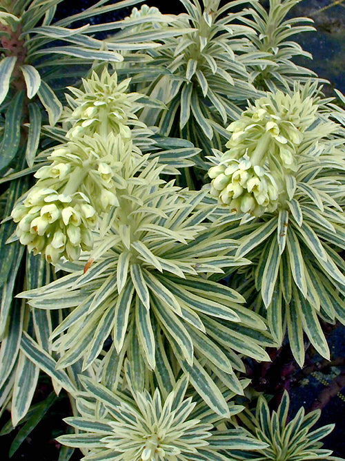 EUPHORBIA CHARACIAS subsp.WULFENII 'EMMER GREEN'