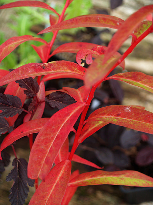 EUPHORBIA GRIFFITHII 'FERN COTTAGE'