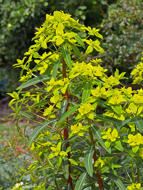 EUPHORBIA CORNIGERA 'GOLDENER TURM'