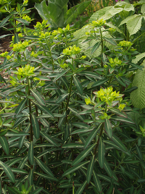 EUPHORBIA JACQUEMONTII