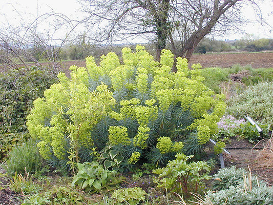 EUPHORBIA CHARACIAS subsp.WULFENII 'LAMBROOK GOLD'