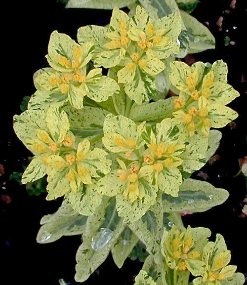 EUPHORBIA EPITHYMOIDES 'LACY'