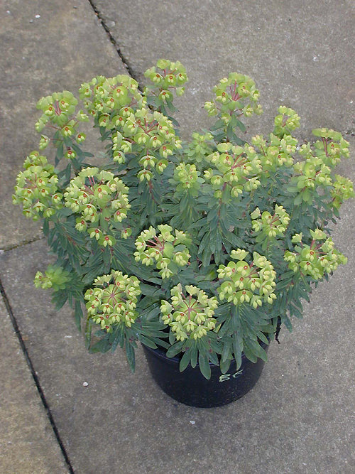 EUPHORBIA x MARTINI 'MINI MARTINI/APERATIF'