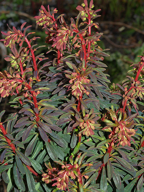 EUPHORBIA x MARTINI 'RUDOLPH'