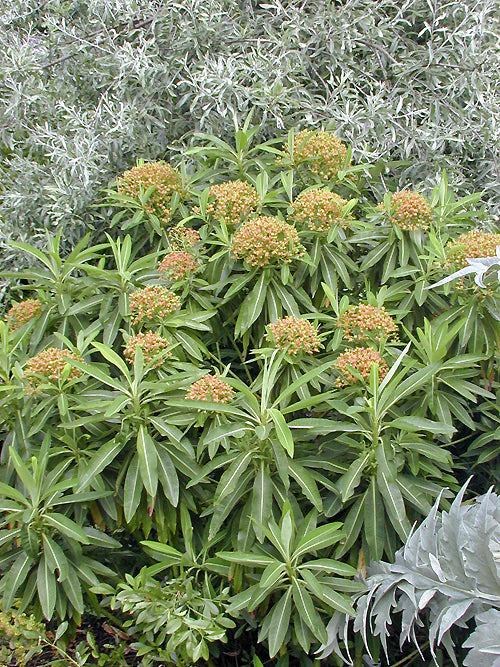 EUPHORBIA MELLIFERA