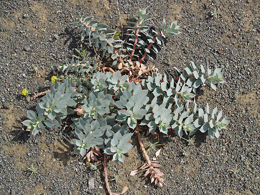 EUPHORBIA MARSCHALLIANA