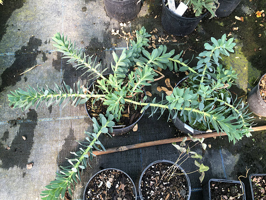 EUPHORBIA MYRSINITES RCB AL3 1