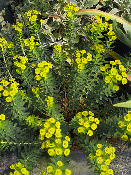 EUPHORBIA NICAEENSIS