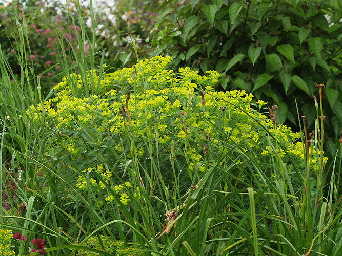 EUPHORBIA OBLONGATA