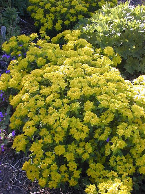 EUPHORBIA EPITHYMOIDES 'CANDY'